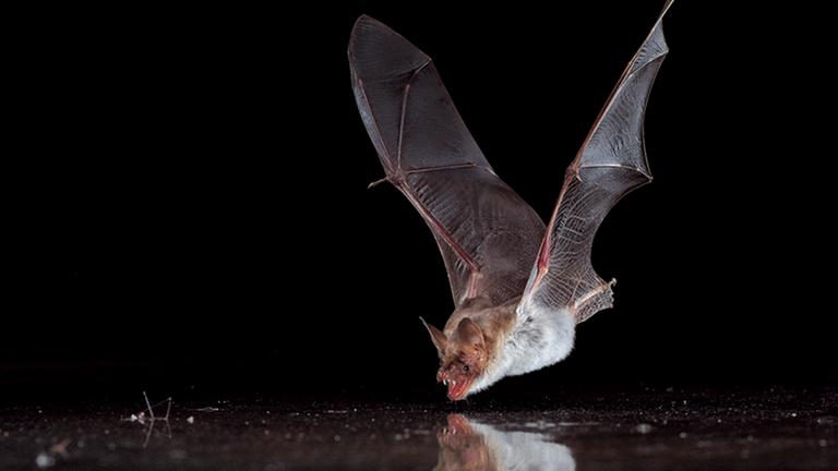 Fledermäuse