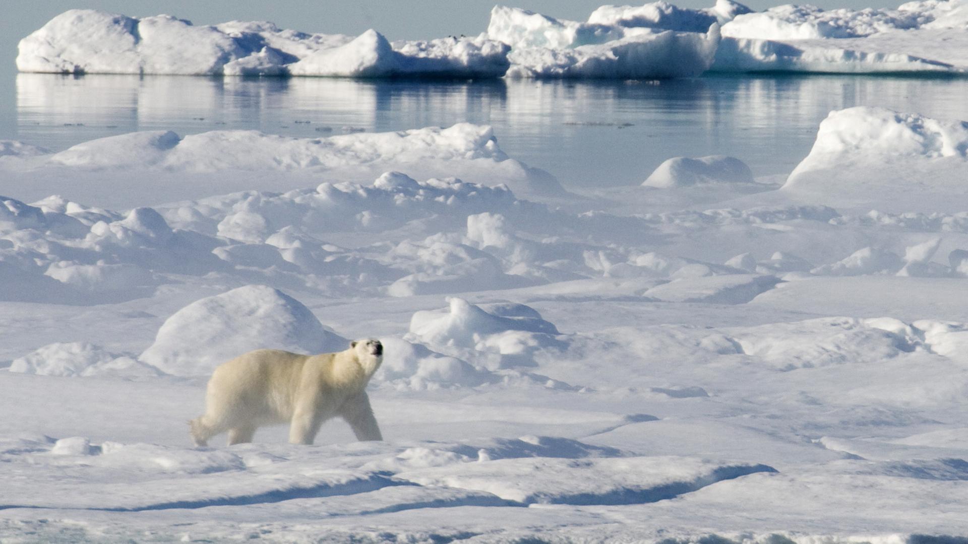 Ein Eisbär auf dünnem Eis