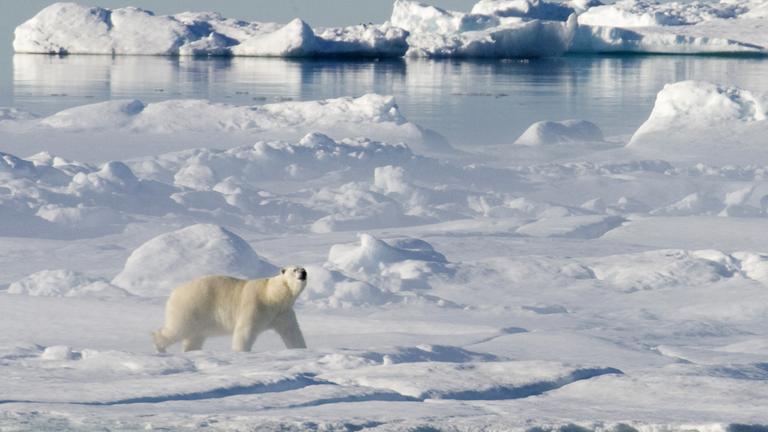 Ein Eisbär auf dünnem Eis
