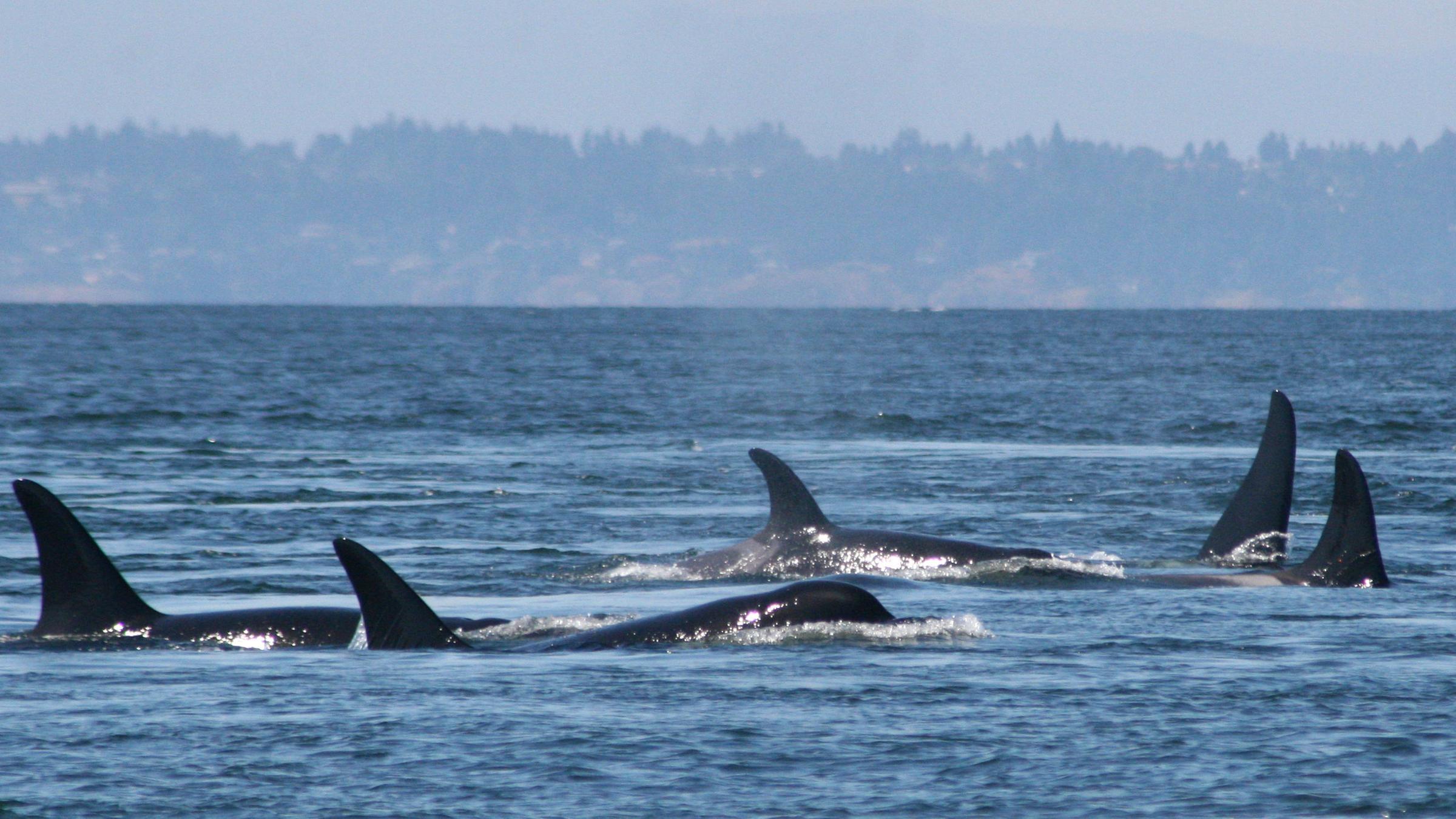 Orcas siedeln in kältere Gebiete um.