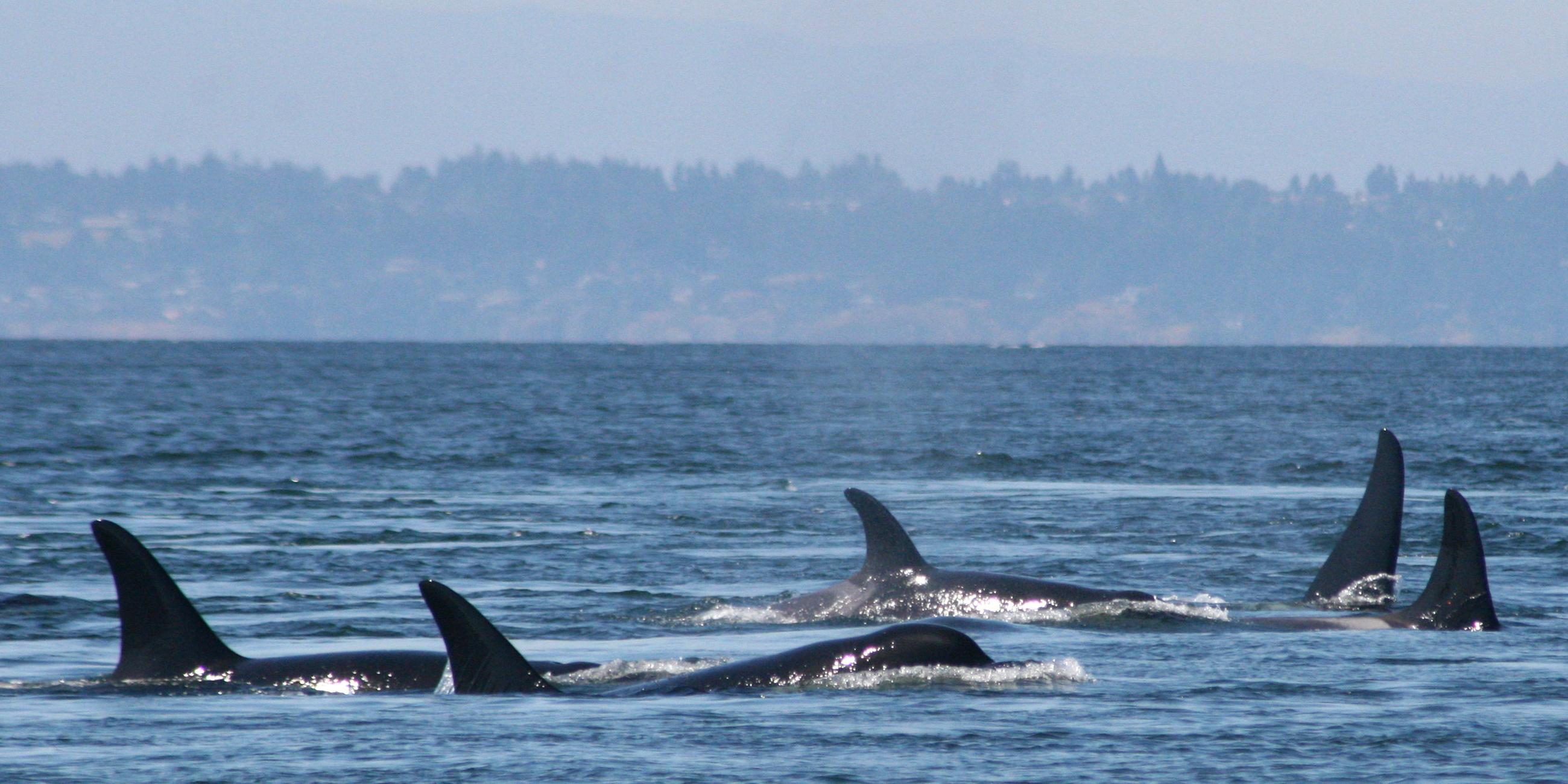 Orcas siedeln in kältere Gebiete um.