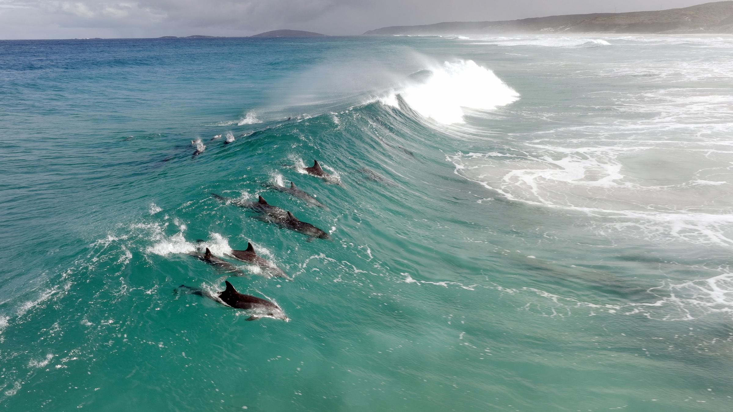Tiere und Robottertiere im Meer