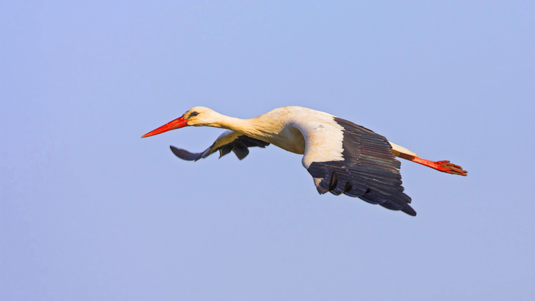 Weißstorch im Flug