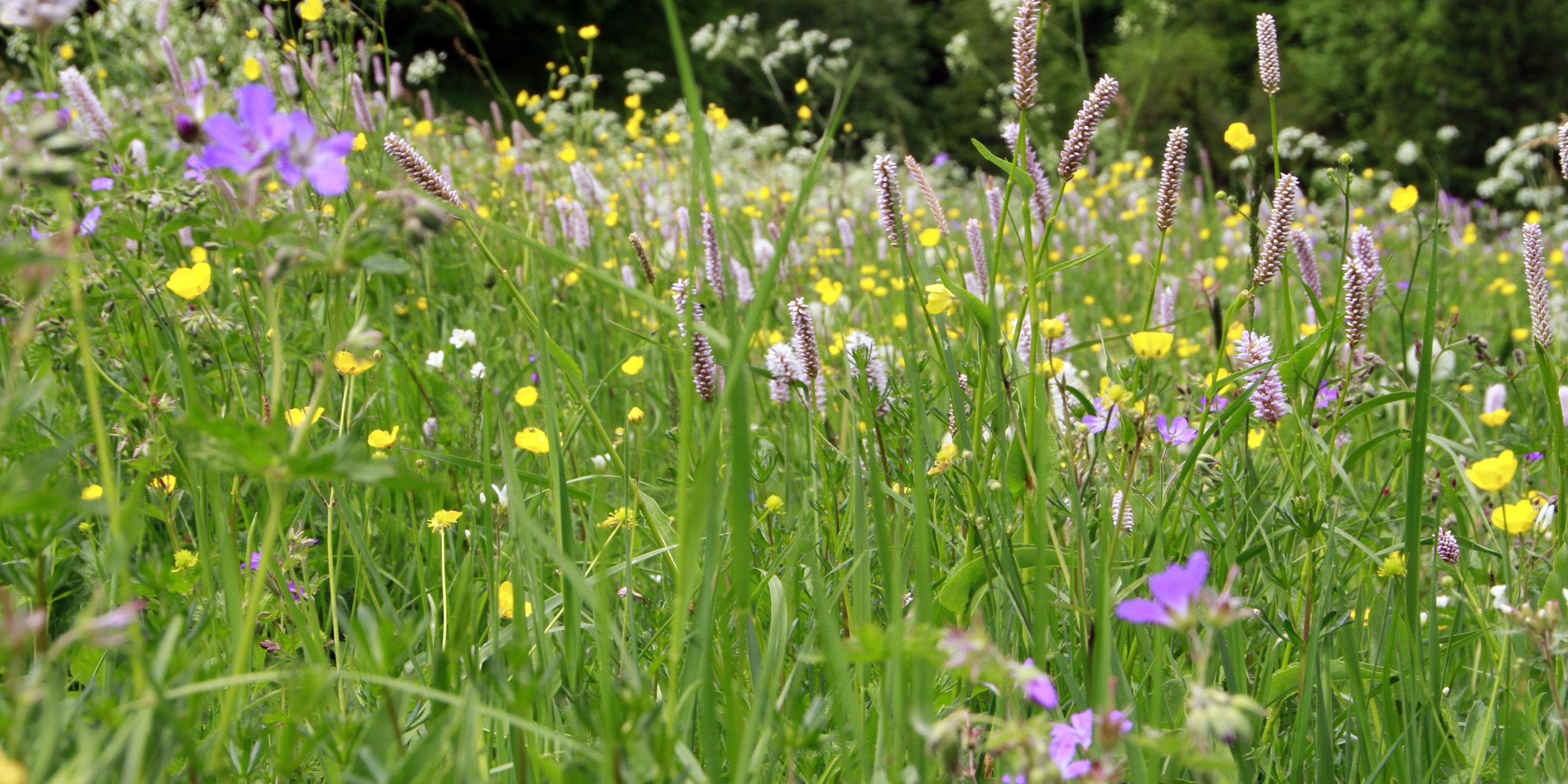 Eine Bergwiese mit einer Vielzahl an Kräutern und Wiesenblumen