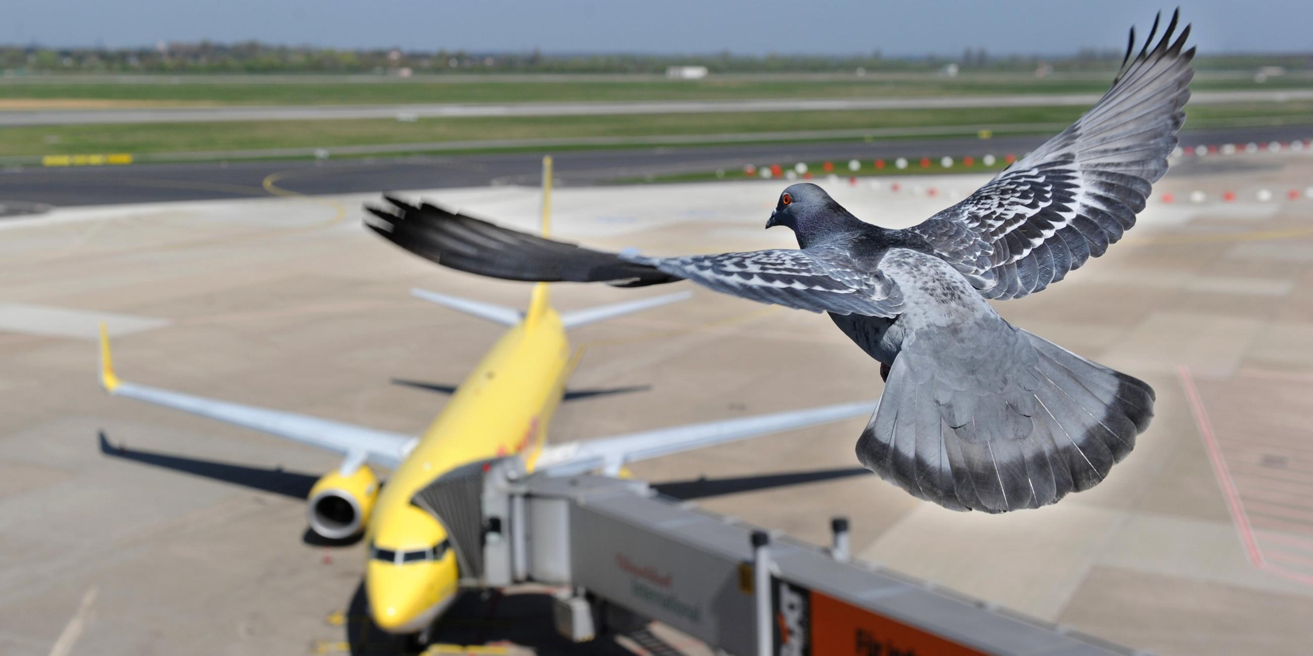Vogelwächter 