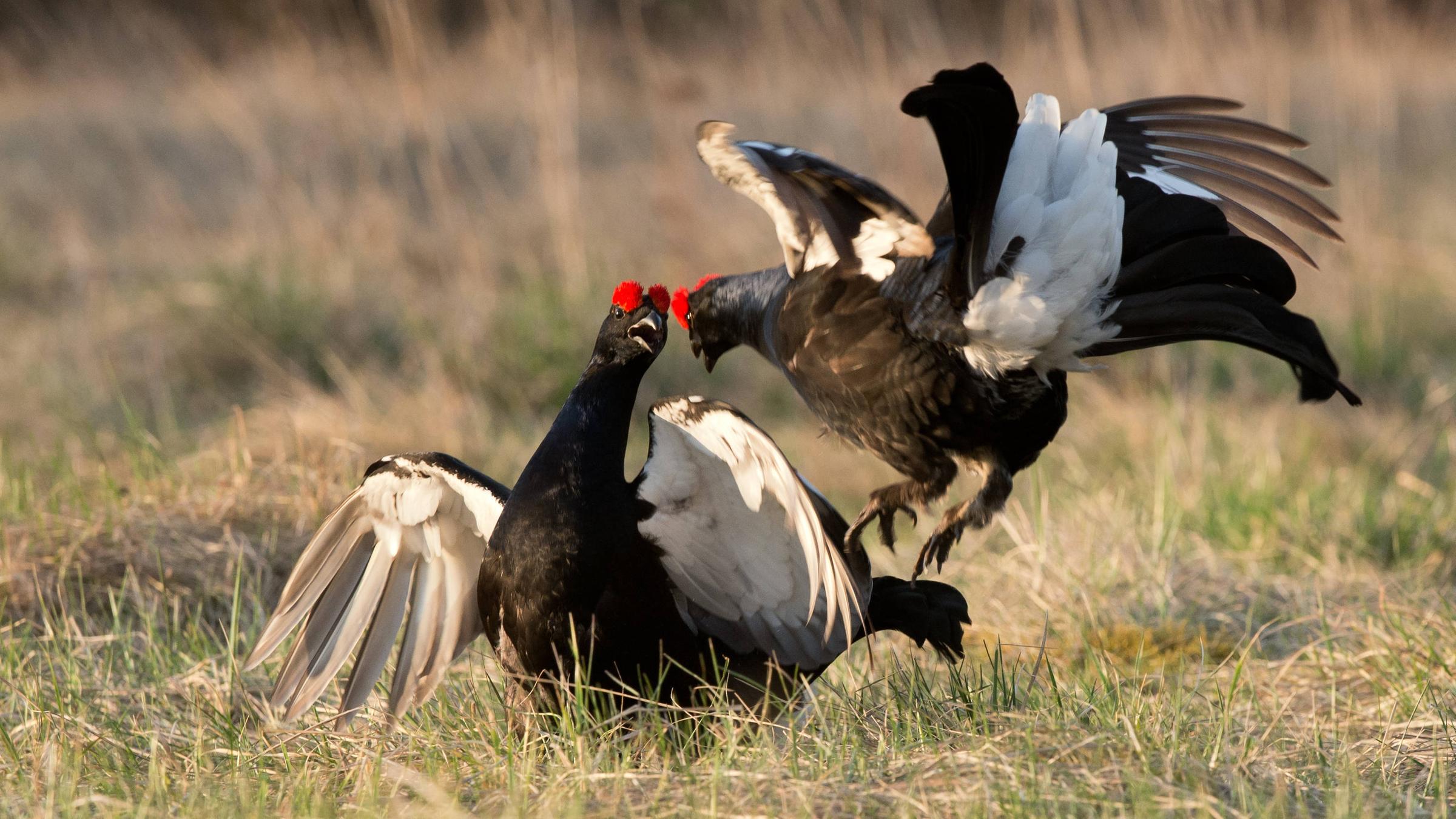 Zwei Birkhühner rangeln auf der Wiese miteinander