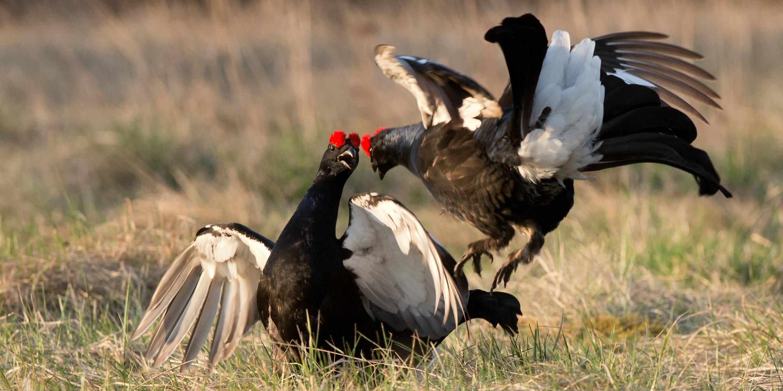 Zwei Birkhühner rangeln auf der Wiese miteinander