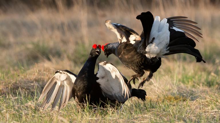 Zwei Birkhühner rangeln auf der Wiese miteinander
