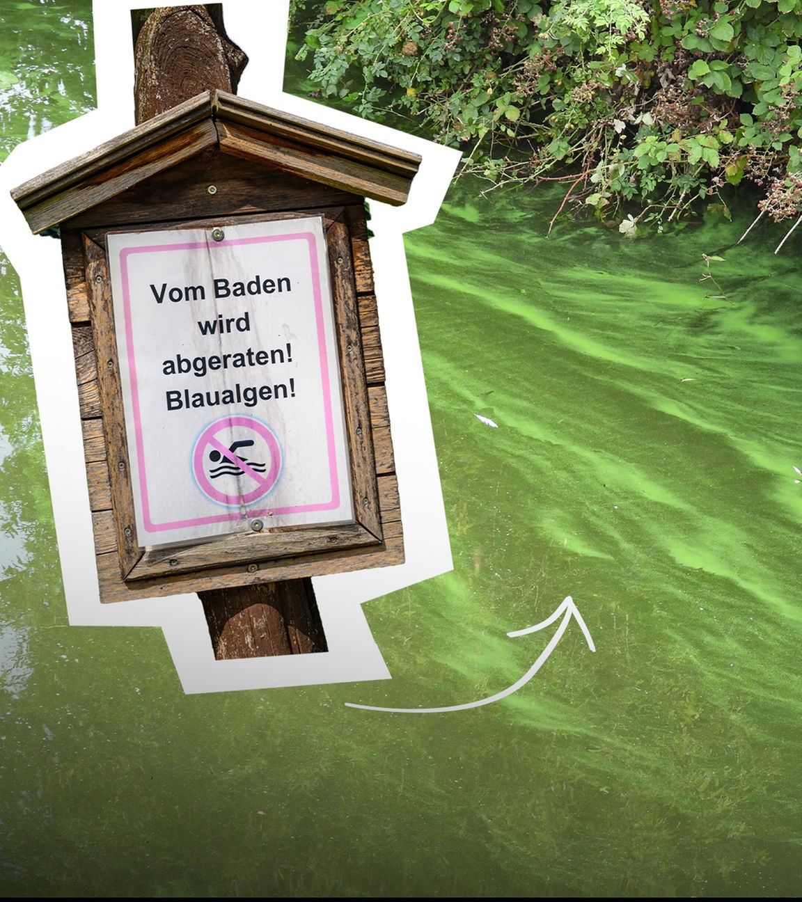 Giftgrüner See mit Schlieren und darauf ein Schild: Vom Baden wird abgeraten, Blaualgen!