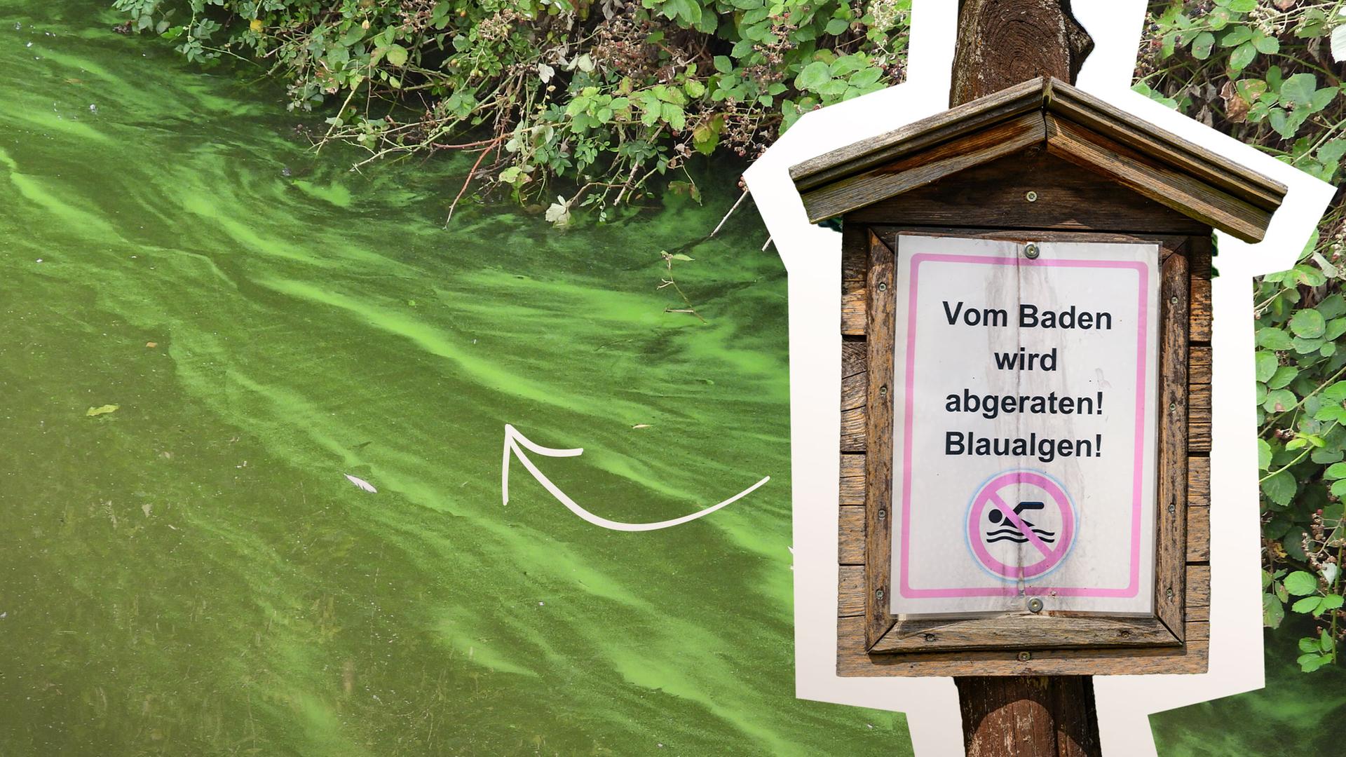 Giftgrüner See mit Schlieren und darauf ein Schild: Vom Baden wird abgeraten, Blaualgen!