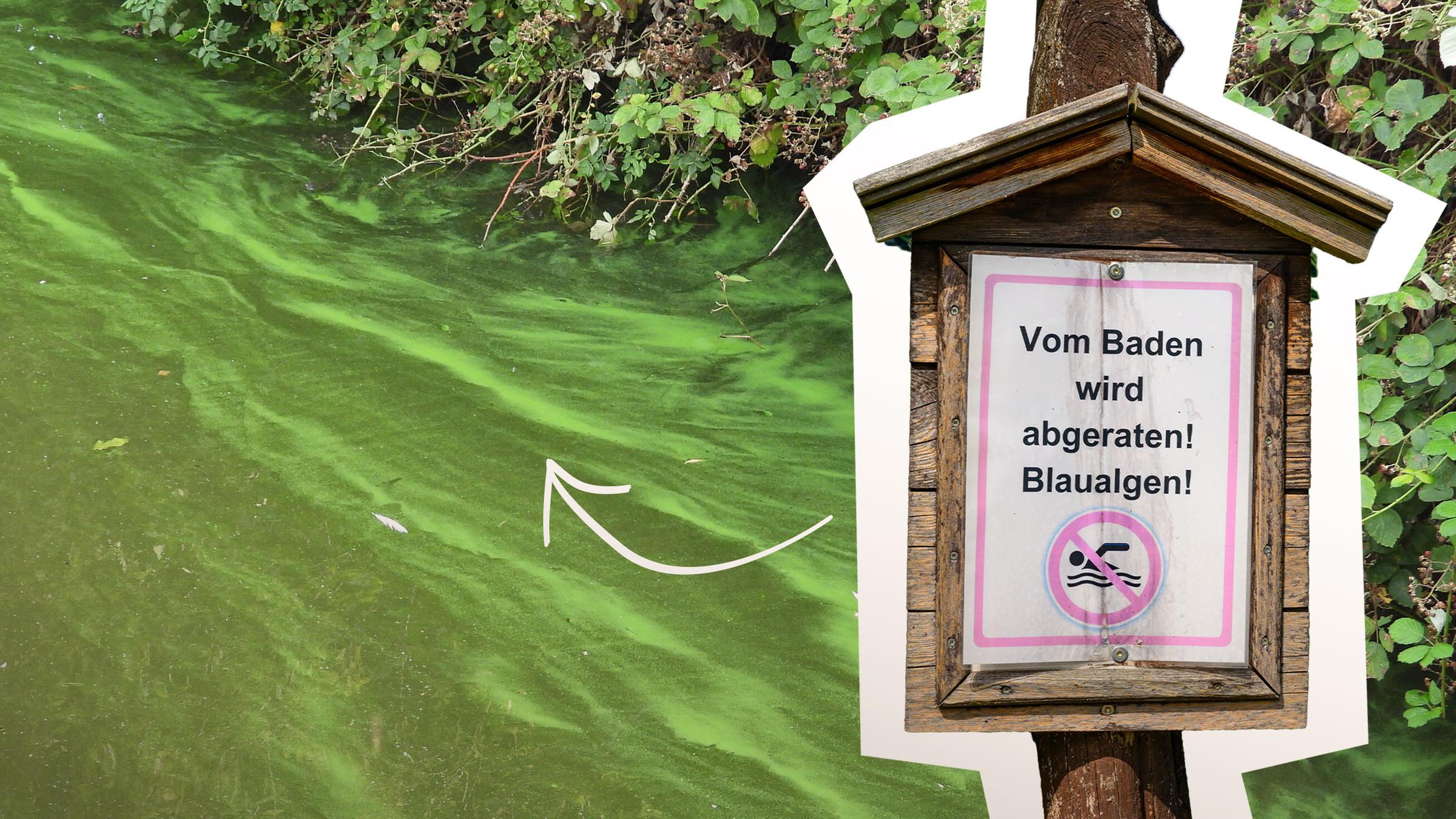 Giftgrüner See mit Schlieren und darauf ein Schild: Vom Baden wird abgeraten, Blaualgen!