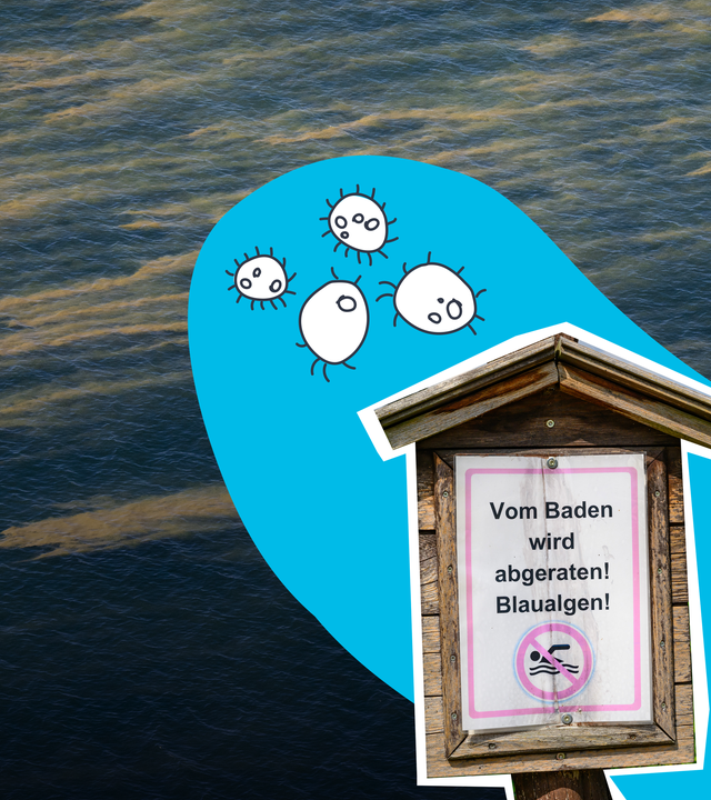Ostsee mit Blaualgen-Schlieren, sowie ein Hinweisschild im Vordergrund