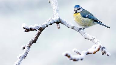 Blaumeise im Winter