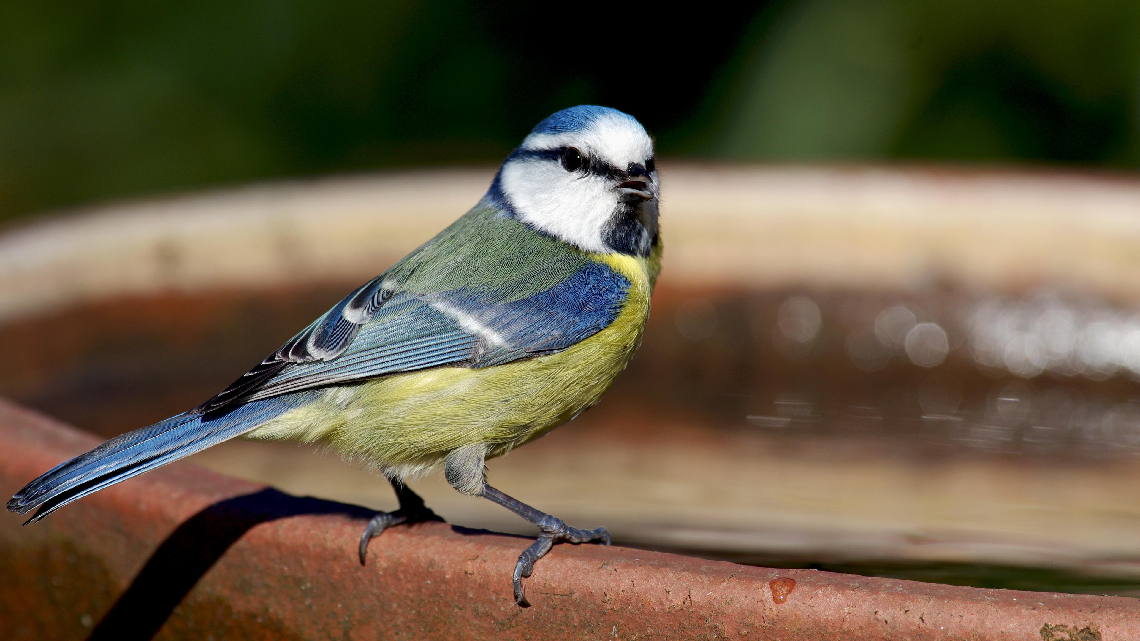 Blaumeise