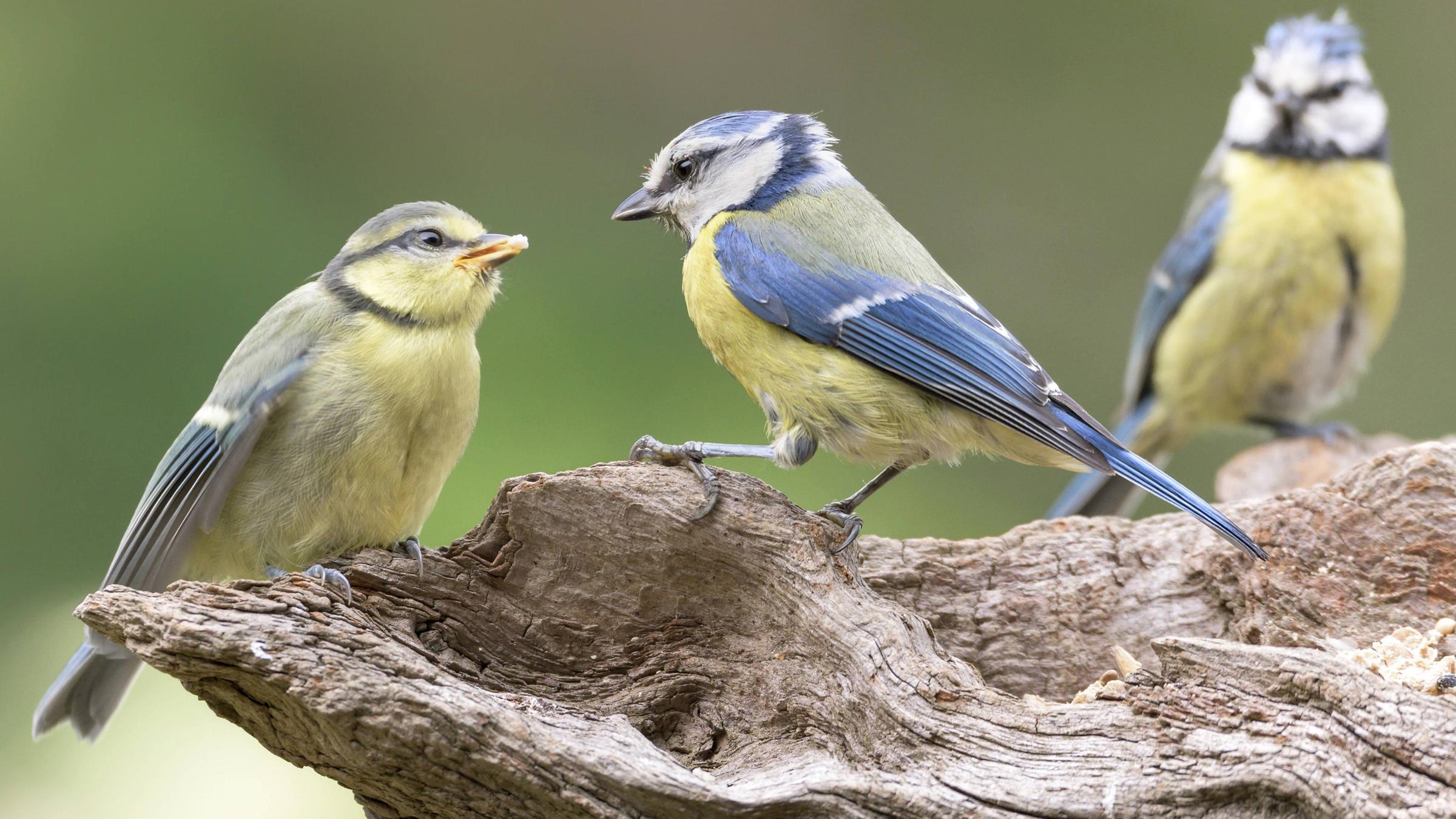 Blaumeisen in Niedersachsen