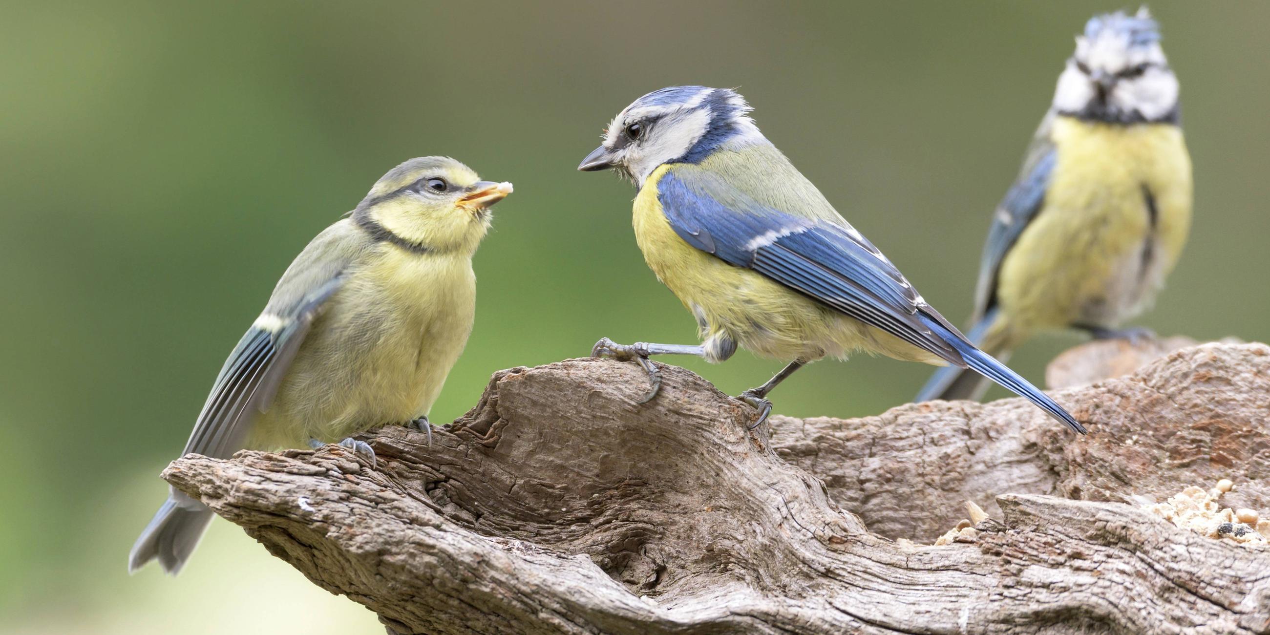 Blaumeisen in Niedersachsen