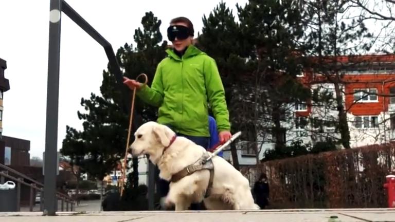 Ausbildung zum Blindenhund