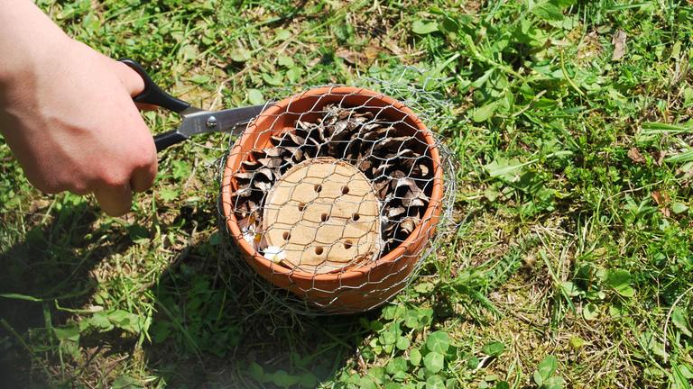 Ein Blumentopf mit Maschendraht darüber
