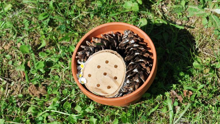 EIn Blumentopf mit einem Stück Holz und Tannenzapfen