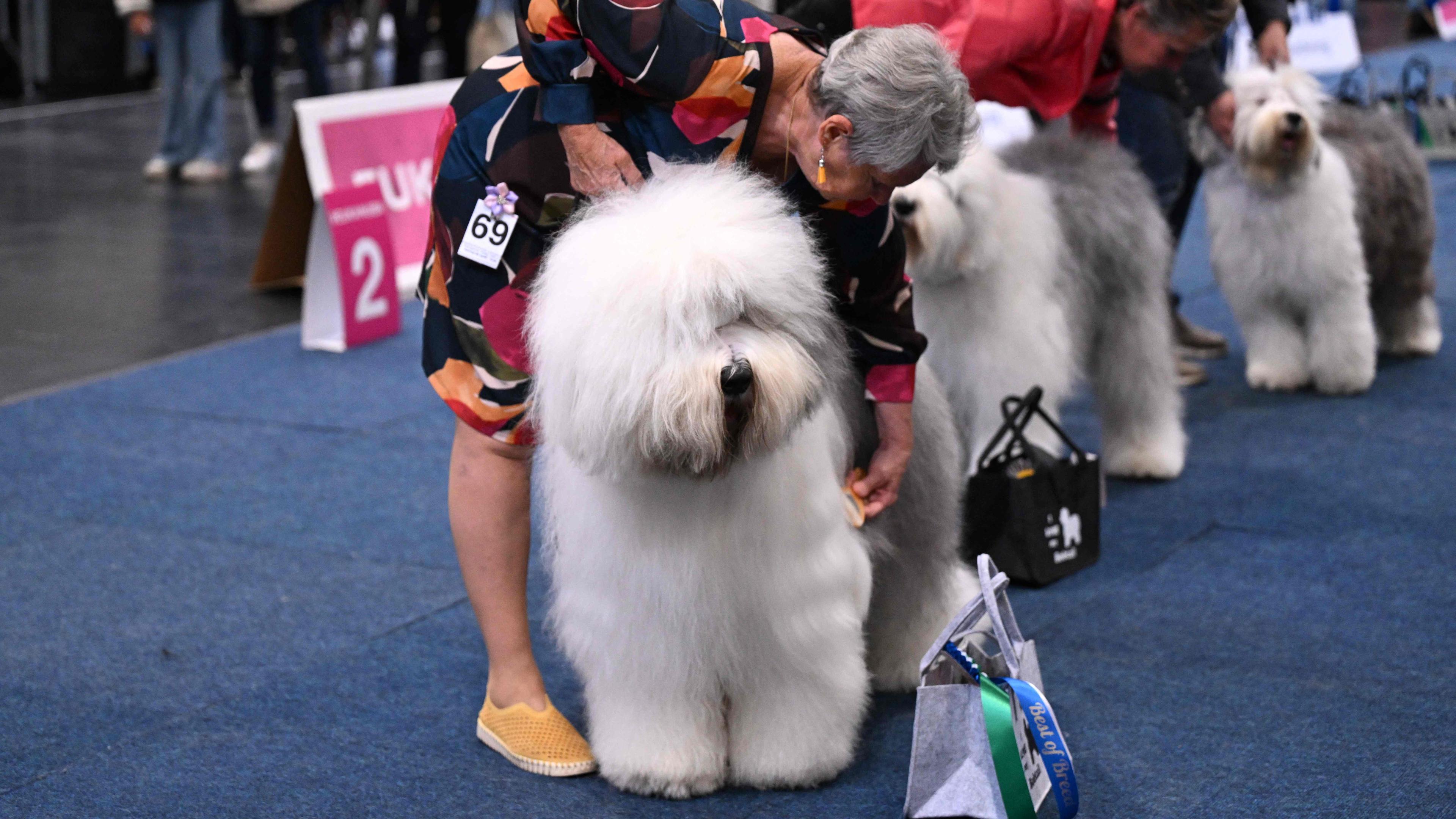Ein Hund wird von seiner Besitzerin auf einer Hundeshow gekämmt