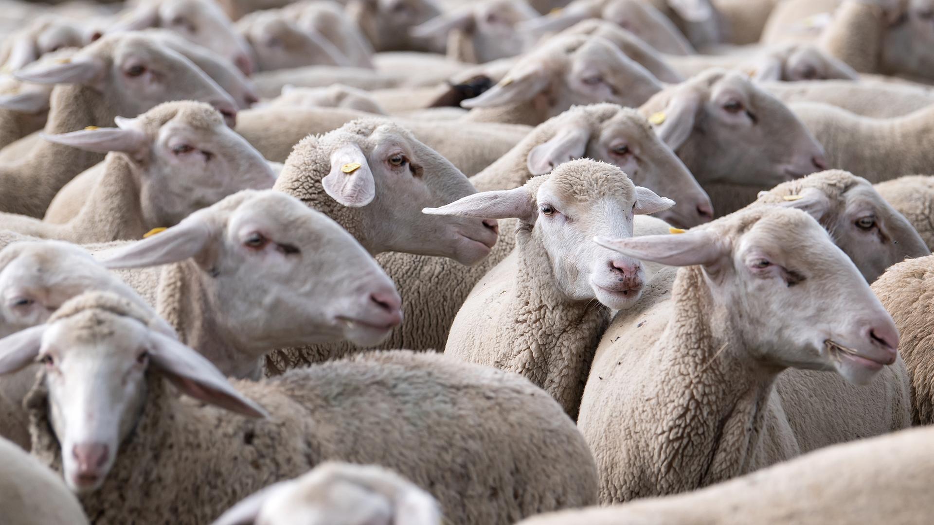 28.08.2018, Bayern, München: Eine Schafherde weidet auf der Panzerwiese.