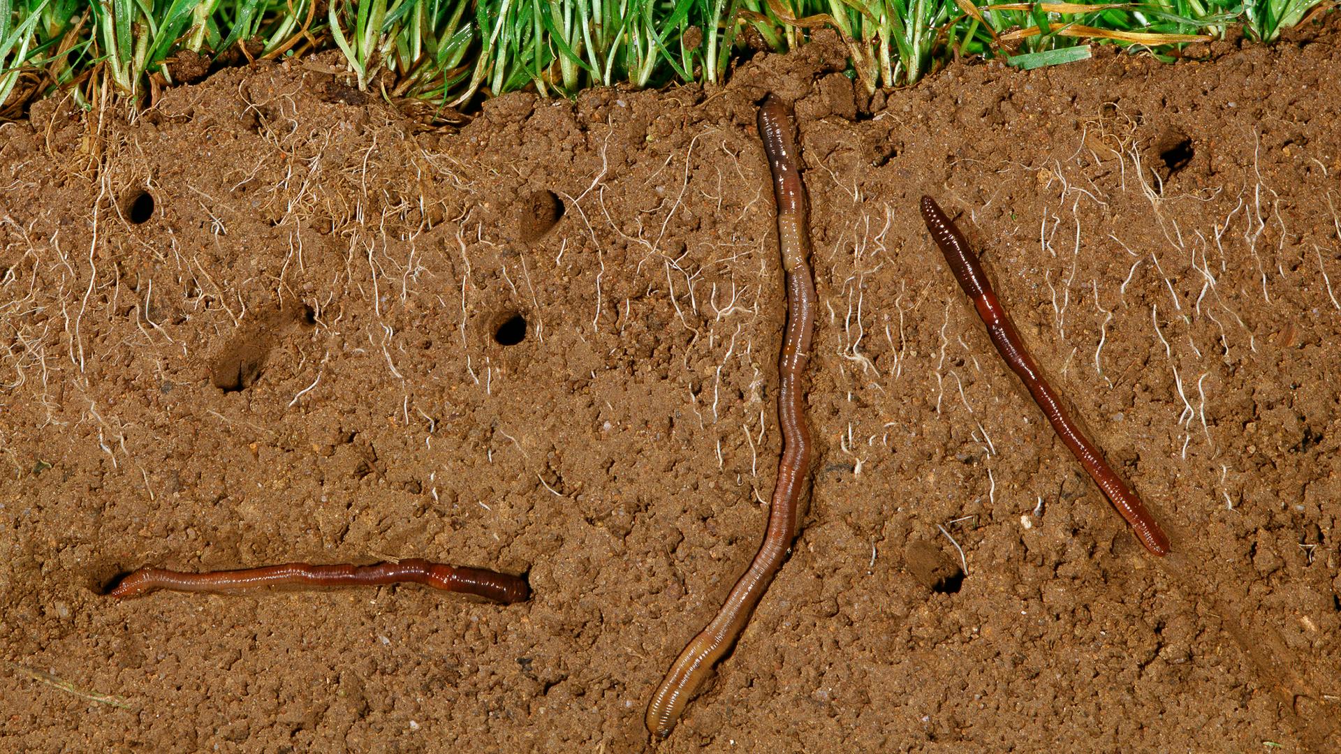 Querschnitt: Regenwürmer im Boden