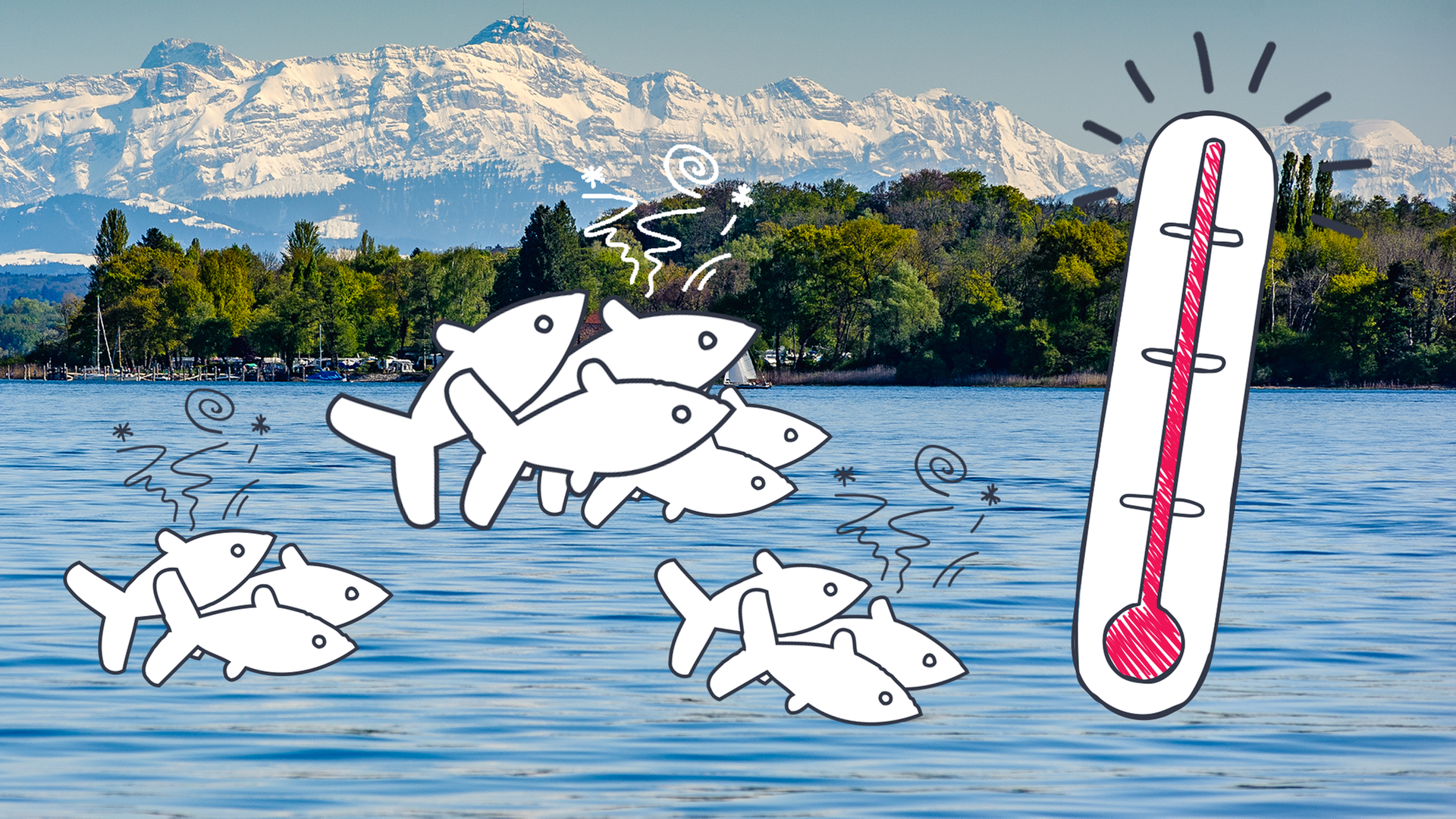 Im Hintergrund sieht man den Bodensee, im Vordergrund gezeichnete Fische und ein Thermometer