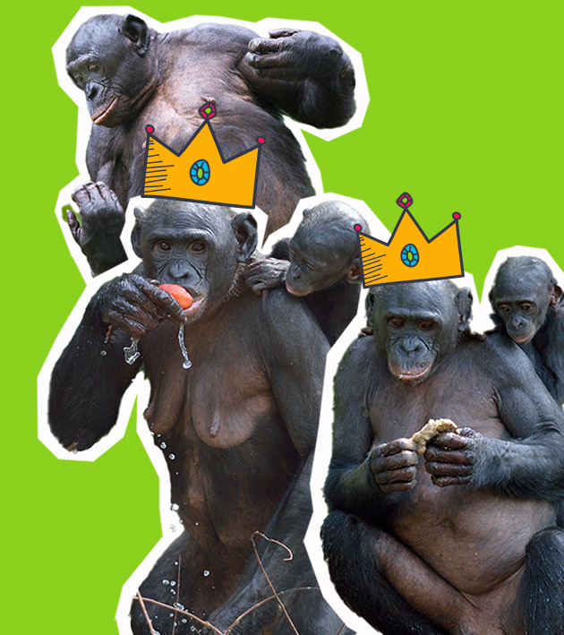 Bonobo Weibchen