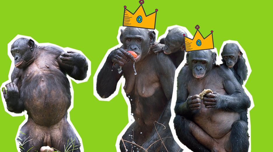 Bonobo Weibchen