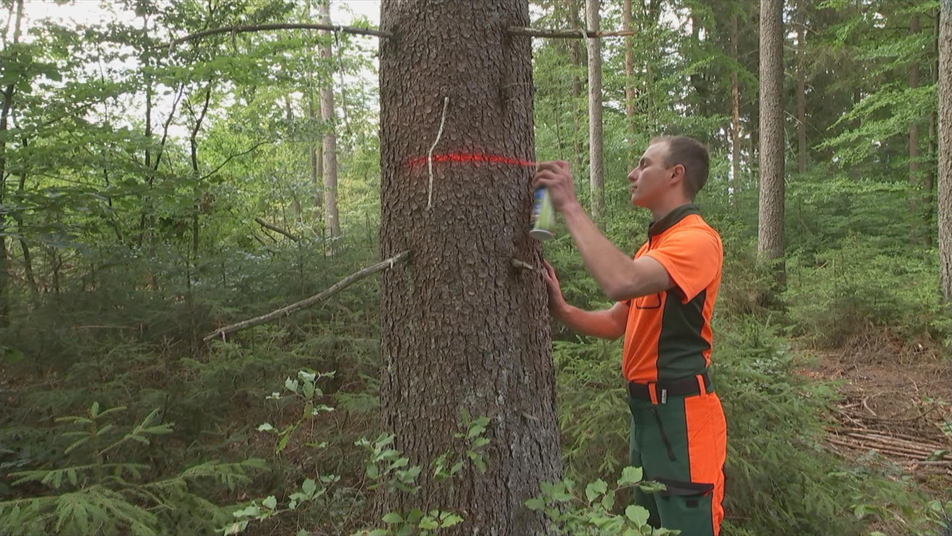 Förster markiert befallene Bäume