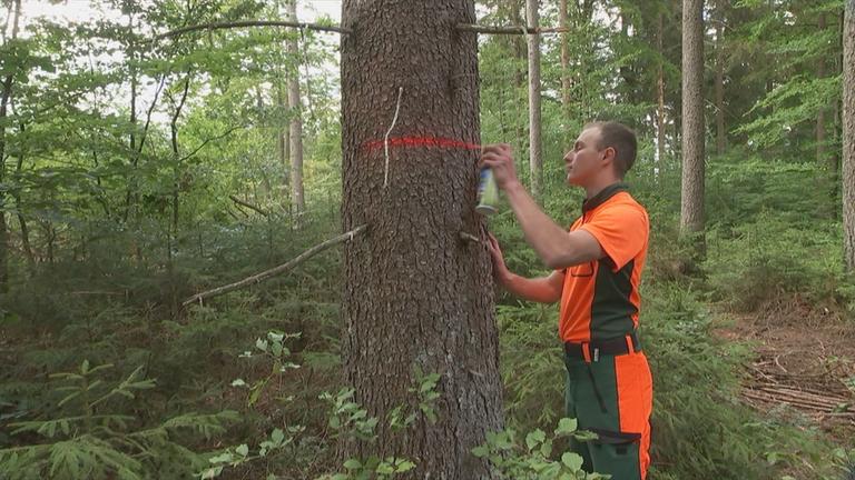 Förster markiert befallene Bäume