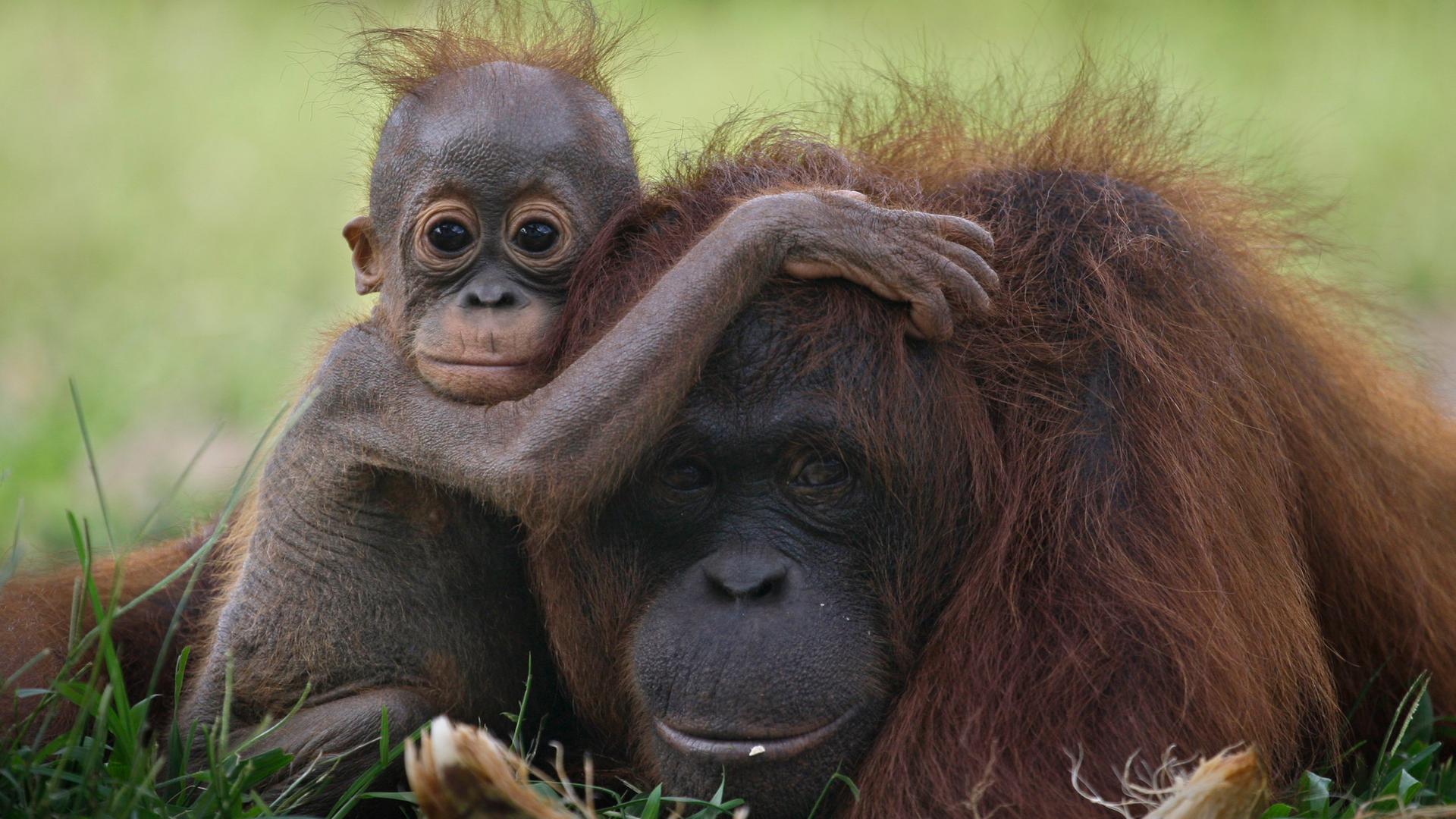 Borneo Orang-Utan