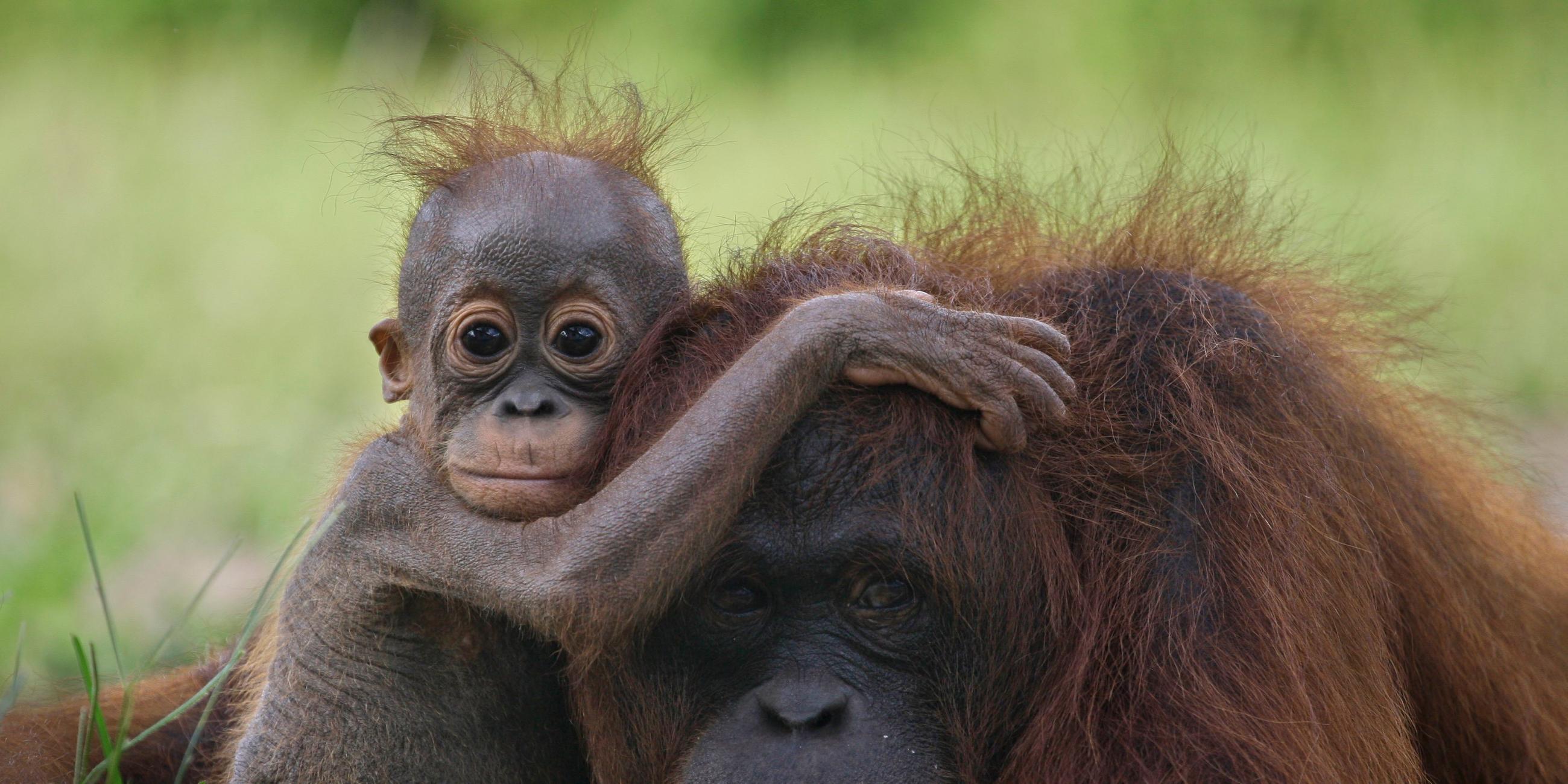 Borneo Orang-Utan