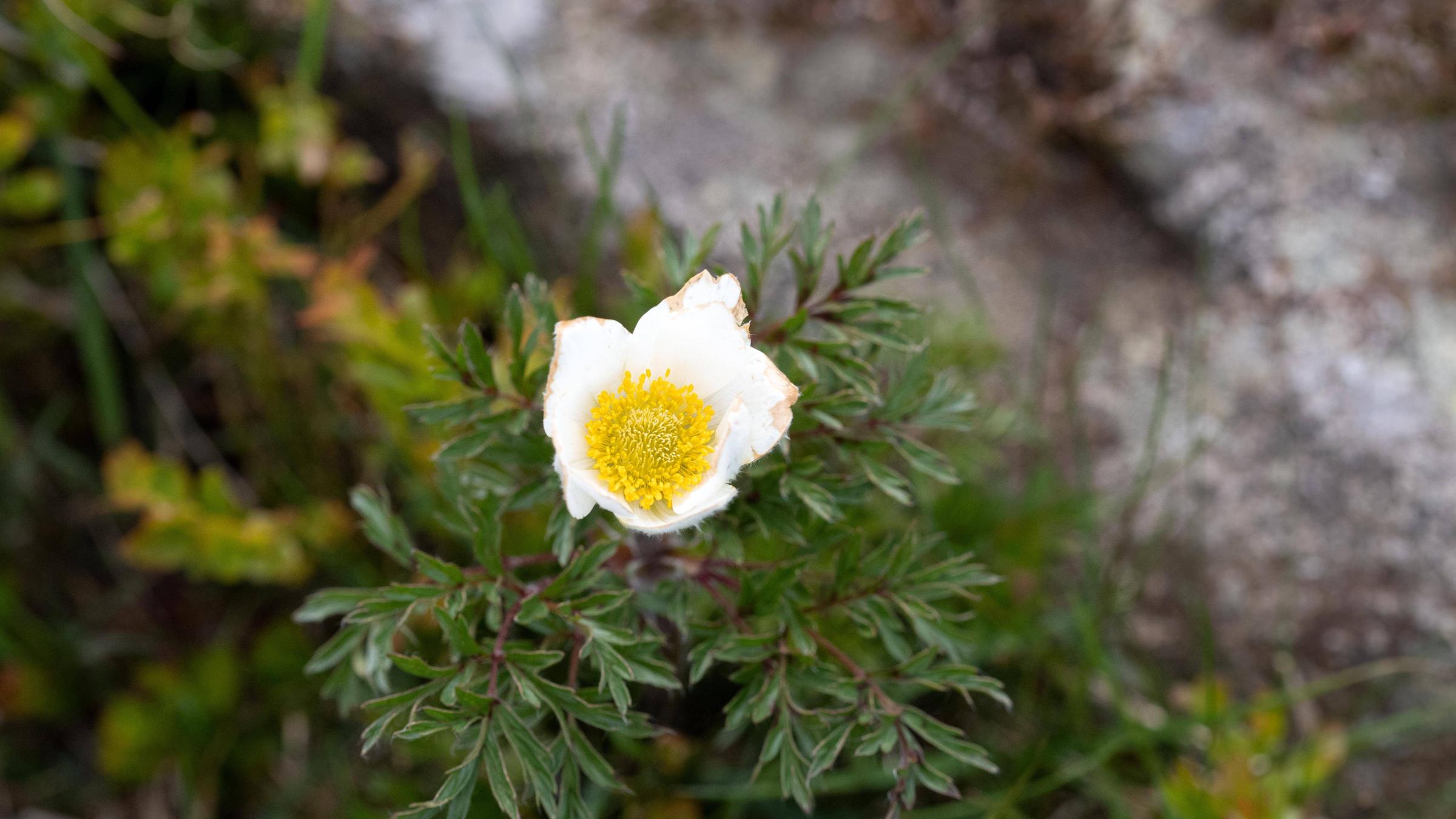 Die Brockenanemone, eine weiße Blume, ist eine bedrohte Pflanzenart.