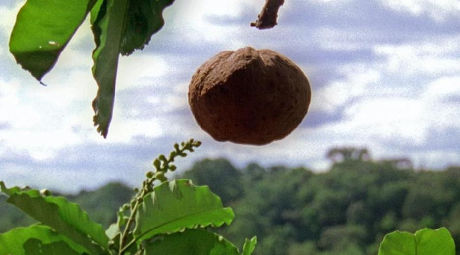 Paranuss fällt vom Baum