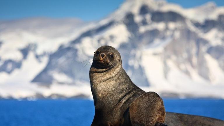 Seelöwe in der Antarktis