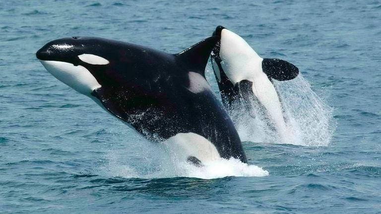 Orcas