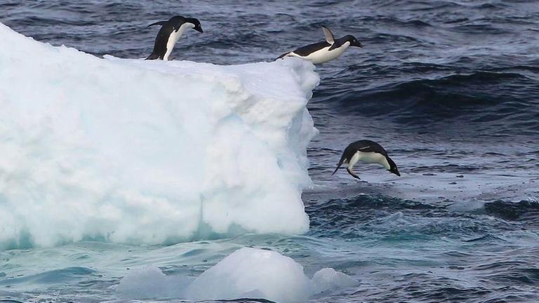 Adelie Pinguine gehen auf Beutefang