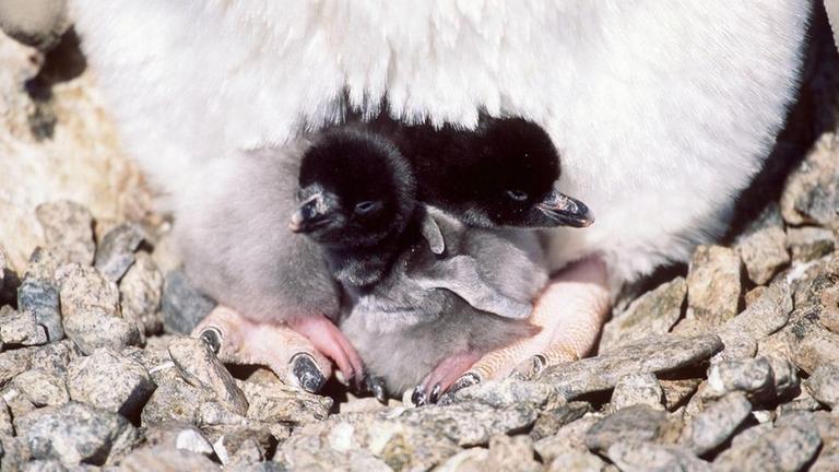 Adelie Pinguin mit Jungtieren