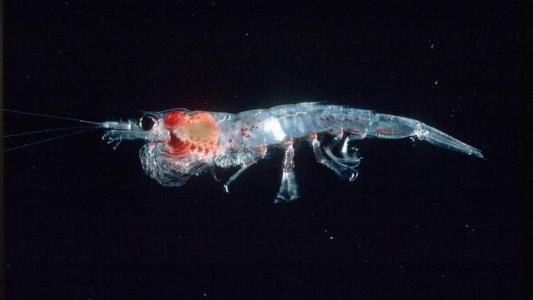 Krill