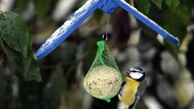 Vogelfütterung im Winter