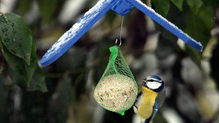 Vogelfütterung im Winter