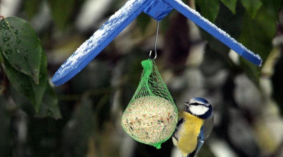 Vogelfütterung im Winter