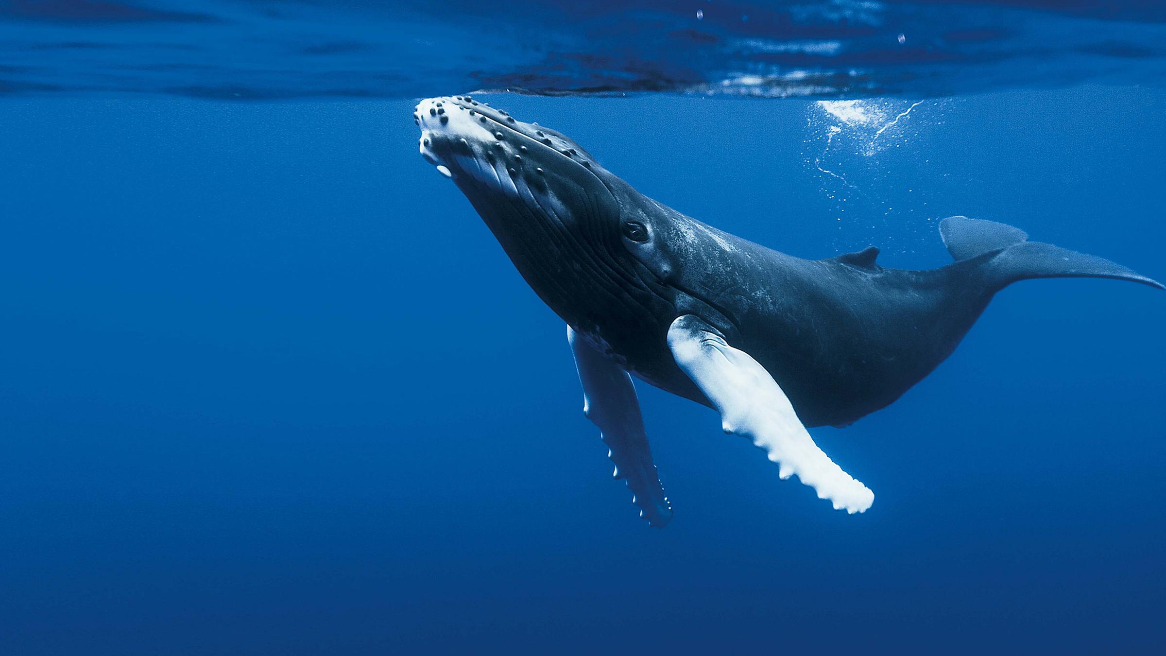 Ein Buckelwal im Meer