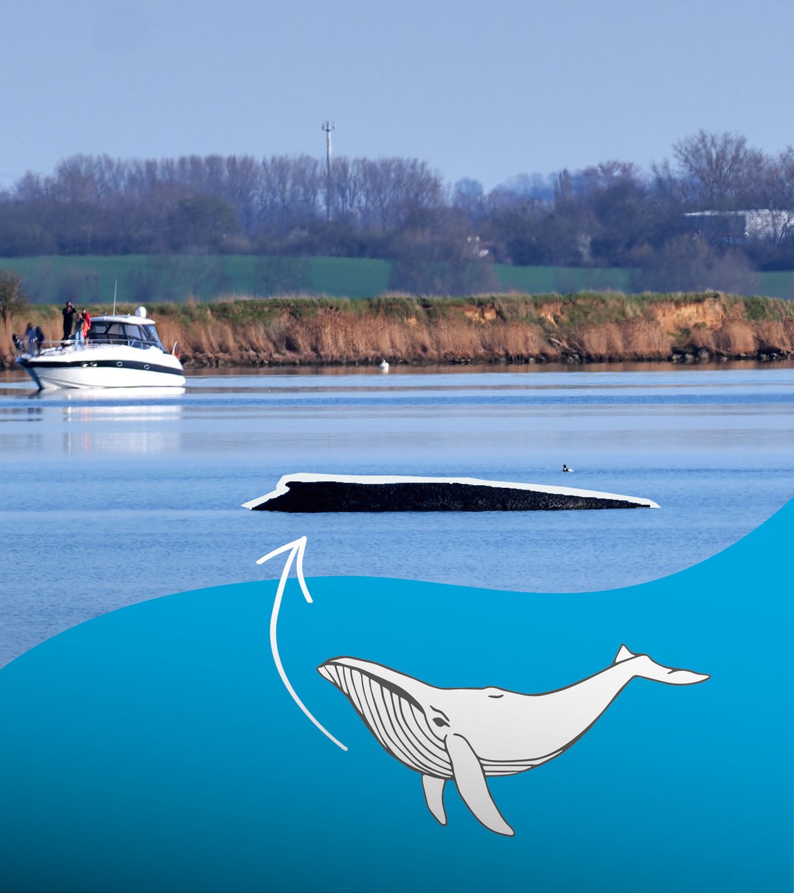 Buckelwal "Timmy" - Update