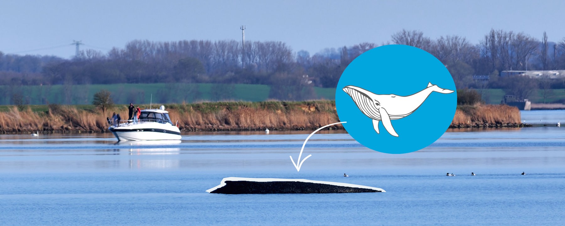 Buckelwal "Timmy" - Update