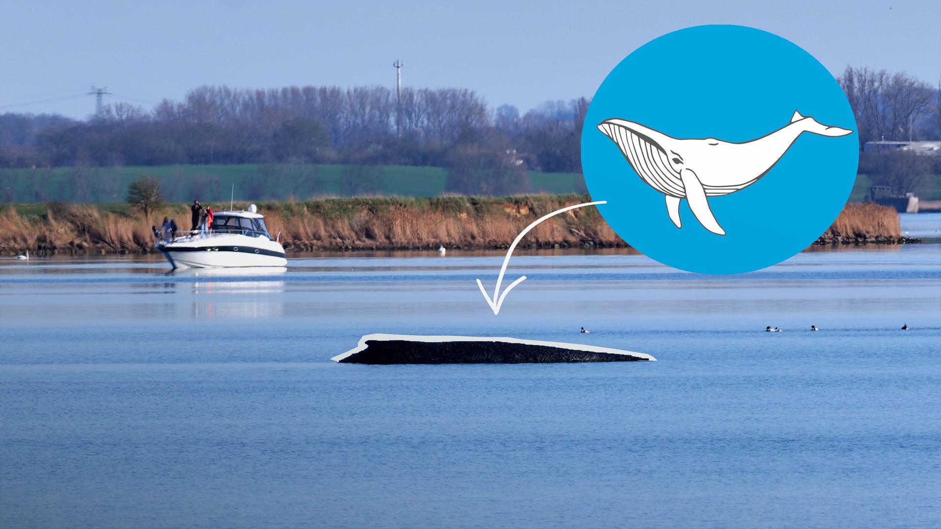 Buckelwal "Timmy" - Update