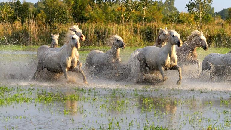 Camargue-Pferde rennen durch ein Sumpfgebiet