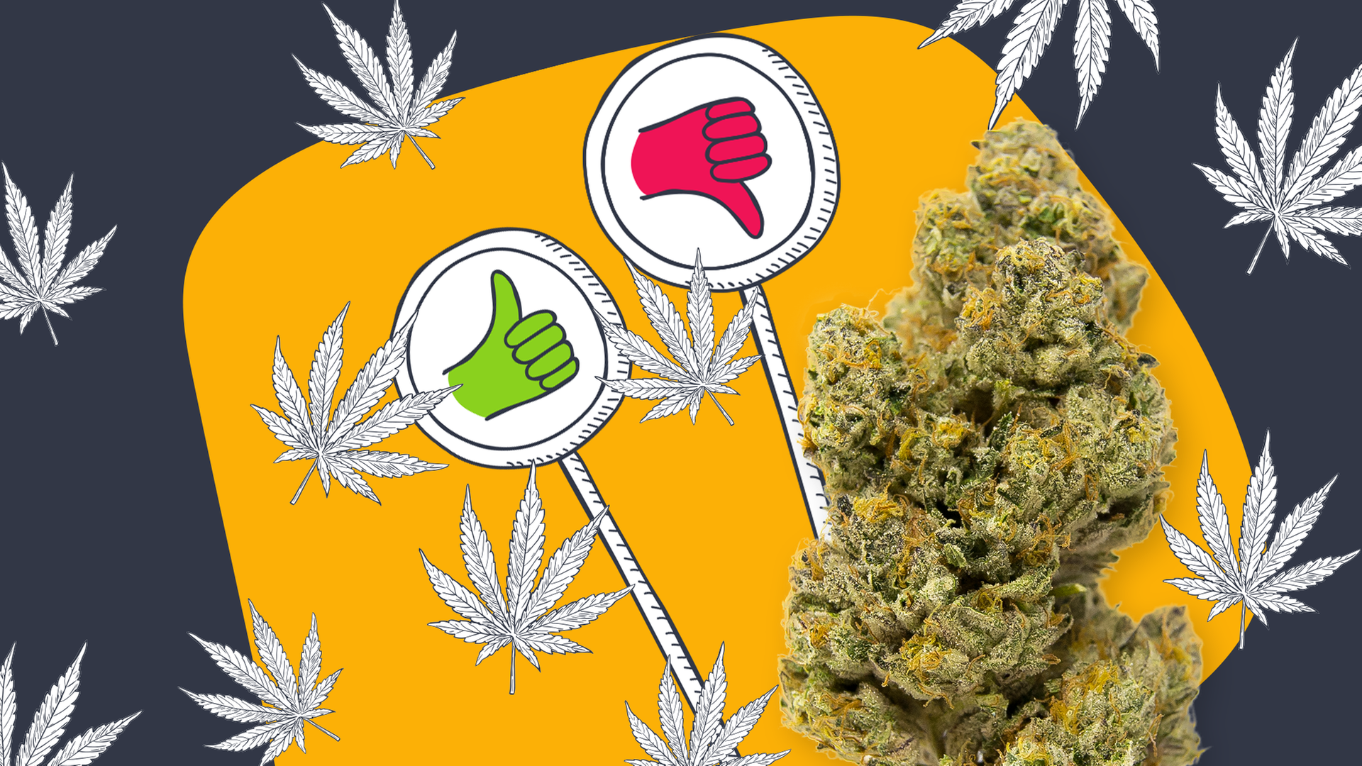 Cannabis