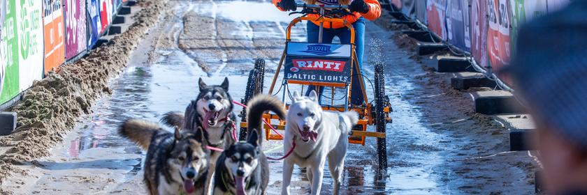 Schauspielerin Nina Ensmann kommt beim Charity-Schlittenhunde-Event "Baltic Lights" am Ostseestrand auf der Insel Usedom ins Ziel.